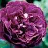 rose Reine des Violettes