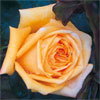 rose Renaissance de Fl�ch�re