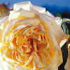 rose R�ve d'Or