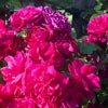 rose Robusta
