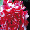 rose Roger Lambelin