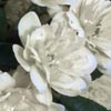 rose Rosa Banksiae Alba