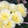 rose Rosa Banksiae Lutea