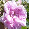 rose Rosa Centifolia