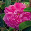 rose Rosa Damascena 4 Saisons