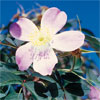 rose Rosa Glauca