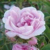 rose Rosa Kazanlick