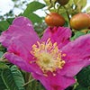 rose Rosa Rugosa
