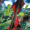 rose Rosa Serica Pteracantha
