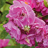 rose Rose de Monplaisir