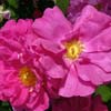 rose Rose de Provins