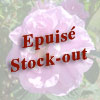 rose Rose de Puteaux