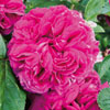 rose Rose de Rescht