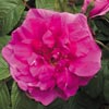 rose Roseraie de l'Ha�