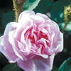rose Salet