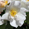 rose Sally Holmes