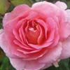 rose Simone de Vog��