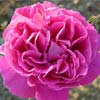 rose Sir Joseph Paxton