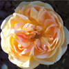 rose Soleil d'Or