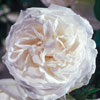 rose Sombreuil