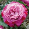 rose Sophie's Perpetual