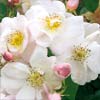 rose Sourire d'Orchid�e