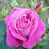 rose Souvenir du Docteur O'Donnell Brown