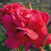 rose Souvenir de Claudius Desnoyel