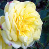 rose Souvenir de Claudius Pernet
