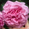 rose Souvenir de George Pernet Climbing
