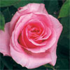 rose Souvenir de Jean Croibier