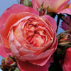Rose Souvenir de Lucien Massad