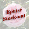 rose Souvenir de Madame Auguste Charles