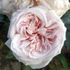 rose Souvenir de la Malmaison - Grimpant
