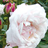 rose Souvenir de la Malmaison