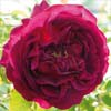 rose Souvenir du Docteur Jamain