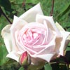 rose Souvenir du Pr�sident Carnot