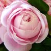 rose Spencer