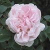 rose Stanwell Perpetual
