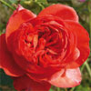 rose St�phane Bern