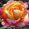 rose Tahiti