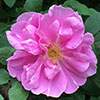 rose Th�r�se Bugnet