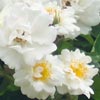 rose Tr�sor de Torigny