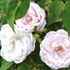 rose Triomphe de la Duch�re