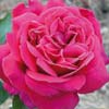 rose Triomphe des Noisettes