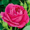 rose Ulrich Brunner