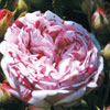 rose Variegata di Bologna