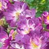 rose Veilchenblau