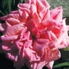 rose Vicomtesse Pierre du Fou