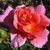 rose Ville de Prague